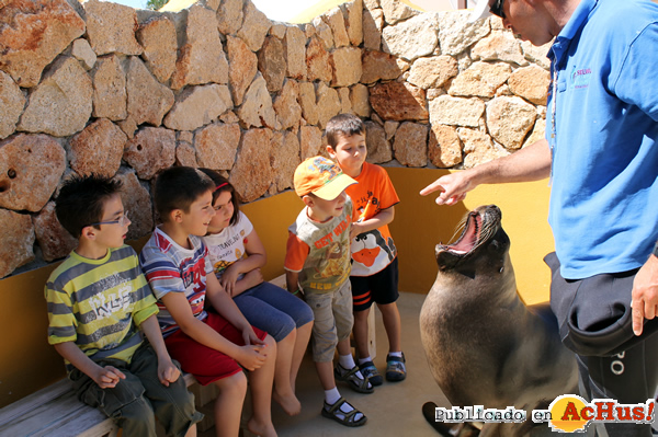 /public/fotos3/Conociendo-al-leon-marino-en-los-Campamentos-de-Selwo-Marina-29032017.jpg