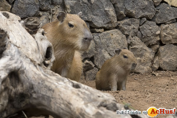 /public/fotos3/Cria-capibara-07082017.jpg