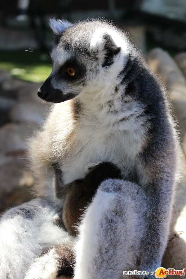 /public/fotos3/Cria-ctta-03072018.jpg