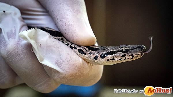 /public/fotos3/Cria-de-Boa-de-Dumeril-Acrantophis-dumerili-29072020.jpg