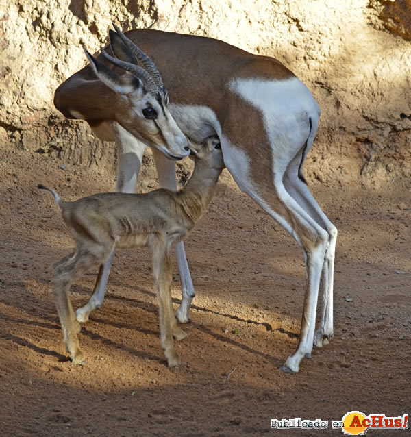 /public/fotos3/Cria-de-Gacela-Mhorr-19102018.jpg