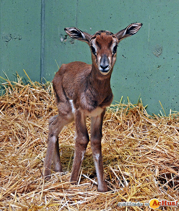 /public/fotos3/Cria-de-Gacela-Mhorr-nacida-22022017.jpg