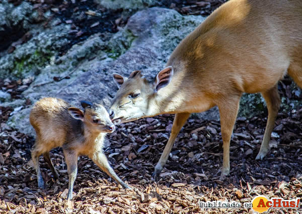 /public/fotos3/Cria-de-duiker-rojo-de-Natal-11102019.jpg