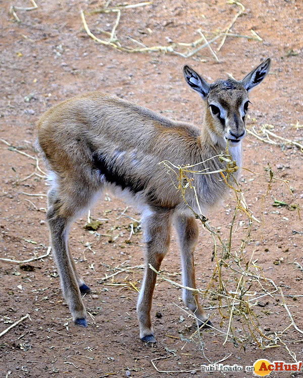 /public/fotos3/Cria-de-gacela-Thomson-11122015.jpg
