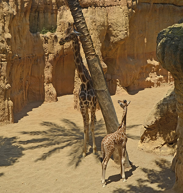 /public/fotos3/Cria-de-jirafa-Nubia-22062017.jpg