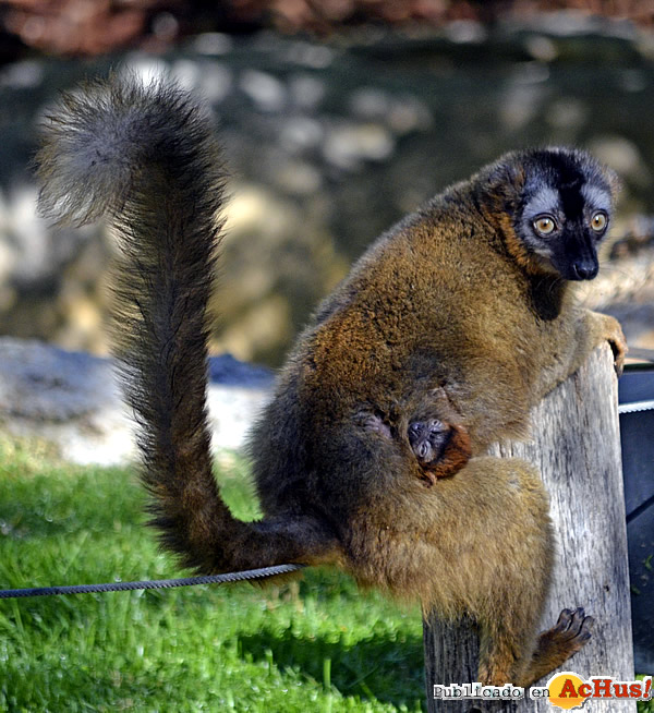 /public/fotos3/Cria-de-lemur-frentirrojo-24032017.jpg