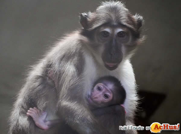 /public/fotos3/Cria-de-mangabey-14082020.jpg