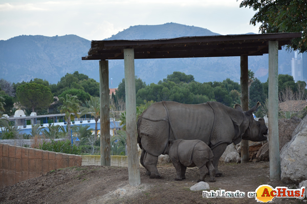 /public/fotos3/Cria-de-rinoceronte-10012020.jpg