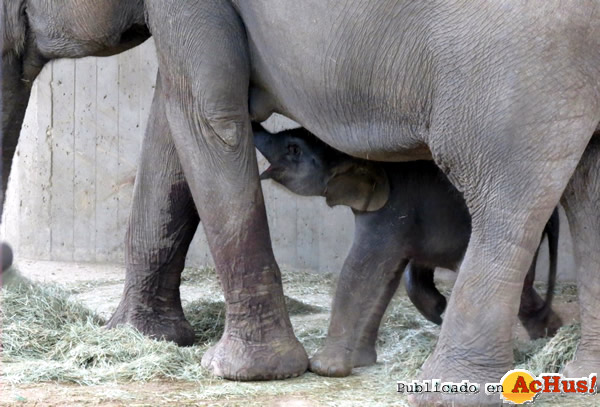 /public/fotos3/Cria-elefante-asiatico-13102016.jpg