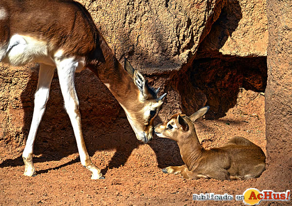 /public/fotos3/Cria-gacela-Mhorr-13032018.jpg