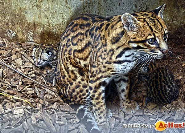 /public/fotos3/Crias-de-ocelote-17112018.jpg