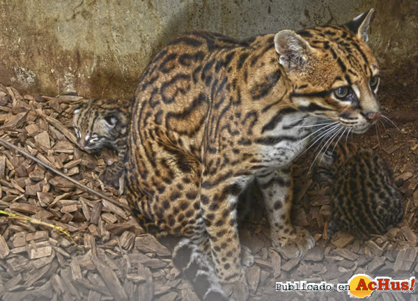 /public/fotos3/Crias-ocelote-28122018.jpg