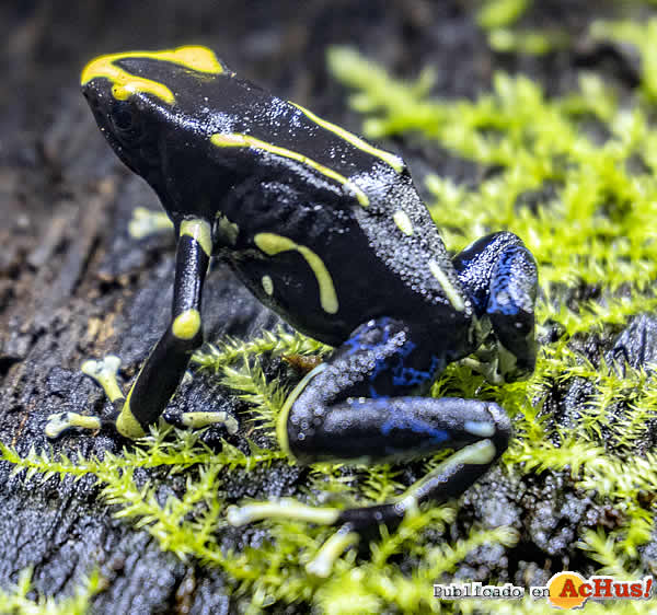 /public/fotos3/Dendrobates-Tinctorius-Alanis-17012020.jpg