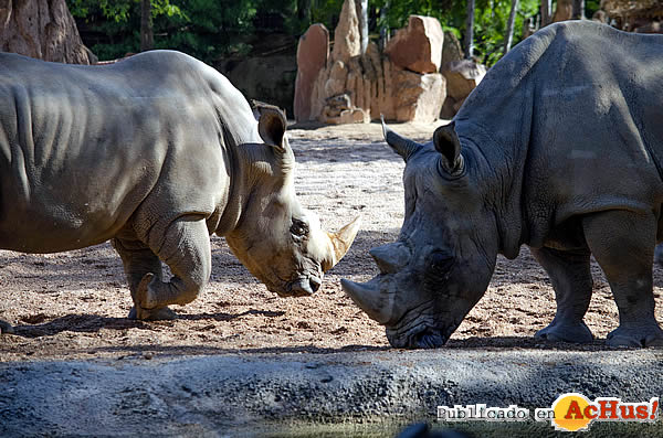 /public/fotos3/Dia-Mundial-del-Rinoceronte-20092019.jpg