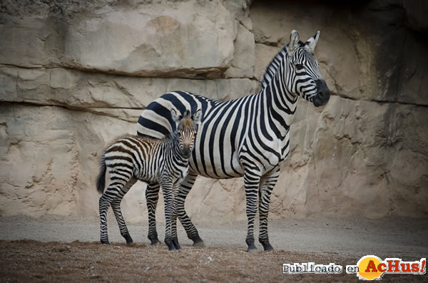 /public/fotos3/Diciembre-2019-Nace-una-nueva-cria-de-cebra-en-BIOPARC-Valencia.jpg