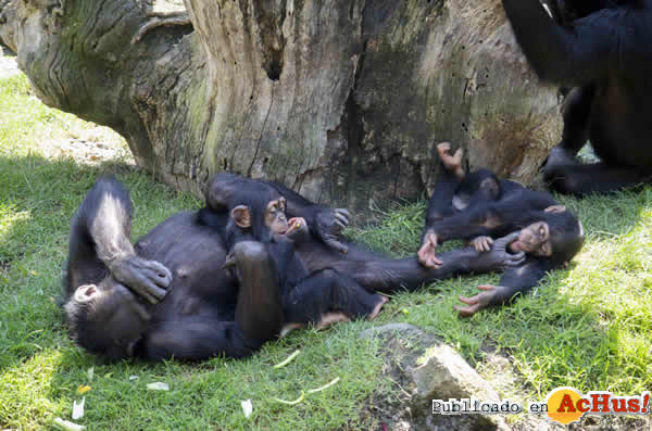 /public/fotos3/Djibril-y-Coco-crias-de-chimpance-07082020.jpg