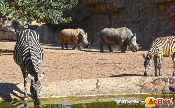 /public/fotos3/Dos-cebras-y-dos-rinocerontes-28052018.jpg