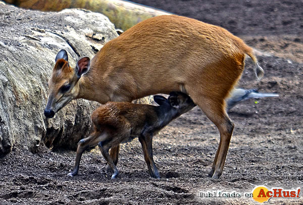 /public/fotos3/Duiker-rojo-17112017.jpg