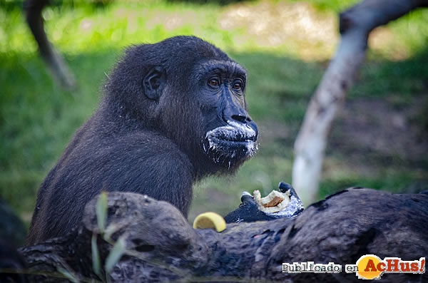 /public/fotos3/Ebo-el-primer-gorila-nacido-en-BIOPARC-28102019.jpg