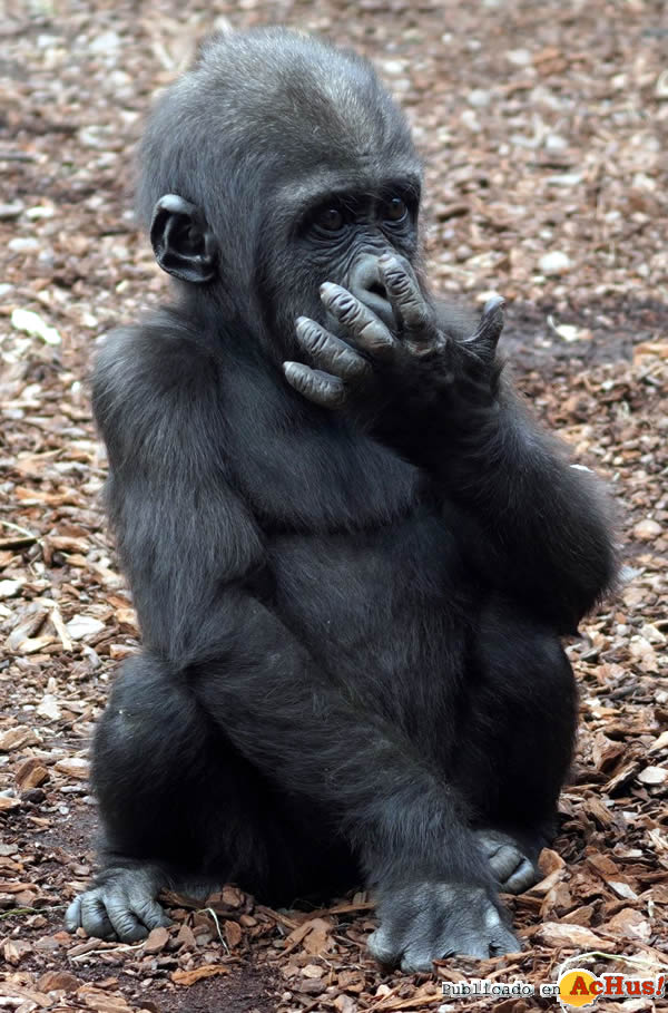 /public/fotos3/El-pequeno-gorila-Felix-cumple-un-ano-12042020.jpg