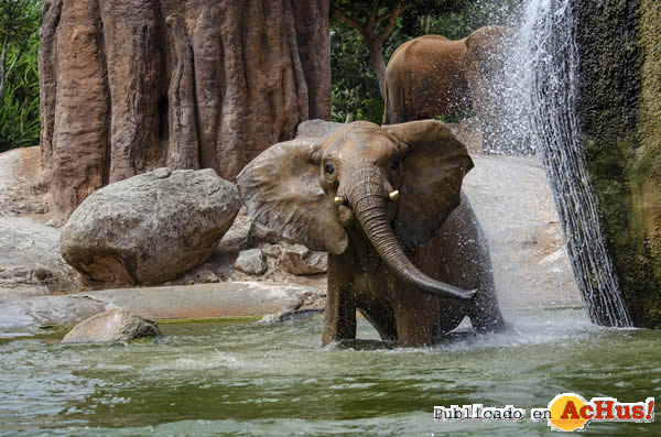 /public/fotos3/Elefante-jugando-en-el-agua-12082019.jpg