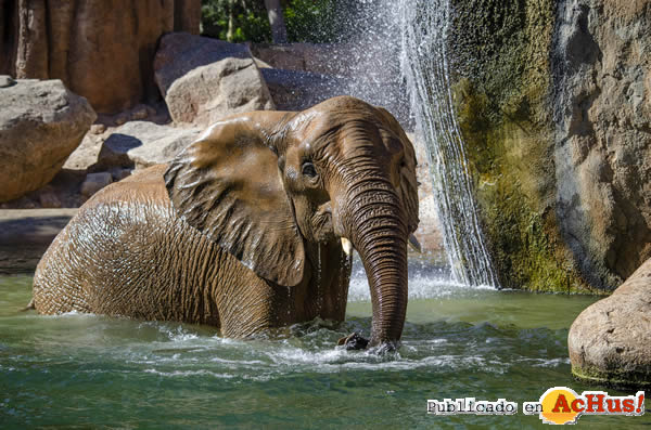/public/fotos3/Elefante-jugando-en-el-agua-21102019.jpg