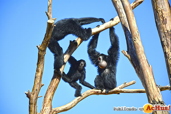 /public/fotos3/Familia-siamang-29092020.jpg