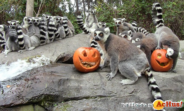 /public/fotos3/HALLOWEEN-FAUNIA-23102017.jpg