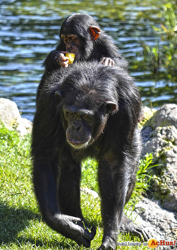 /public/fotos3/Helados-Chimpances-19062019.jpg