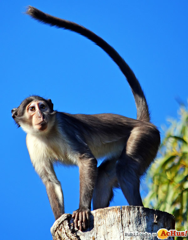 /public/fotos3/Hembra-de-Mangabey-12042019.jpg