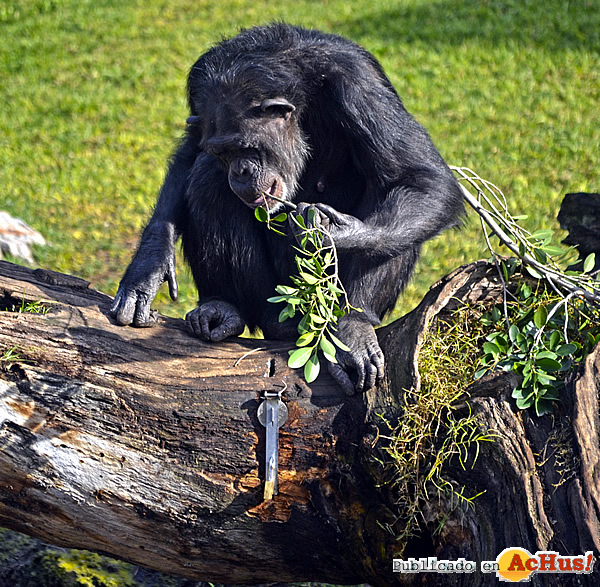 /public/fotos3/Hembra-joven-de-chimpance-31032017.jpg