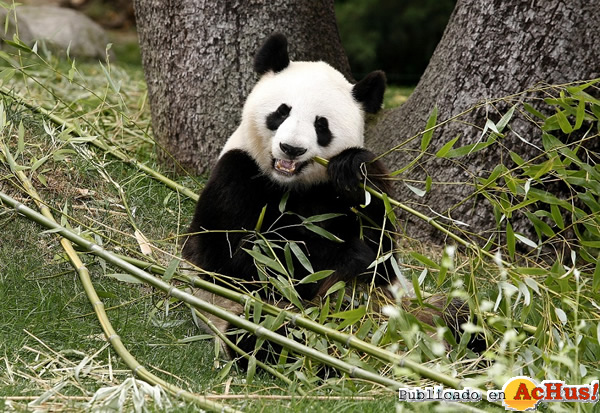 /public/fotos3/Hua-Zui-Ba-hembra-panda-10042019.jpg