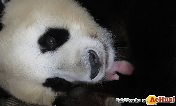 /public/fotos3/Hua-Zui-Ba-y-su-cria-31082016.jpg