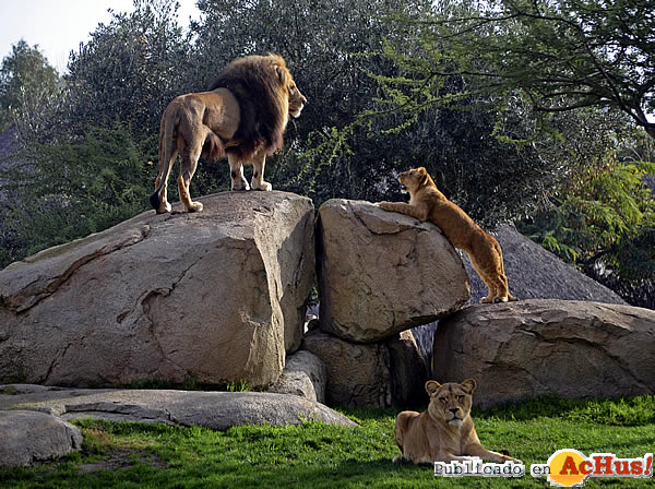 /public/fotos3/LEONES-BIOPARC-18122015.jpg