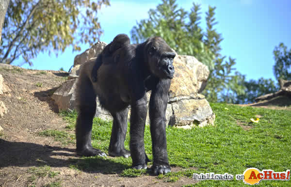 /public/fotos3/La-bebe-gorila-Mbeli-cumple-7-meses-23022018.jpg
