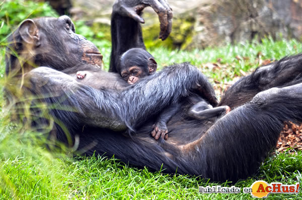 /public/fotos3/La-chimpance-Natalia-y-su-bebe-30042018.jpg