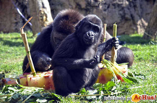 /public/fotos3/La-pequena-gorila-Virunga-18082018.jpg