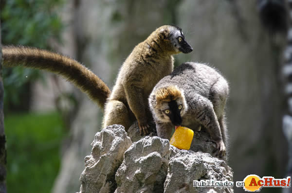 /public/fotos3/Lemur-frentirrojo-28062019.jpg