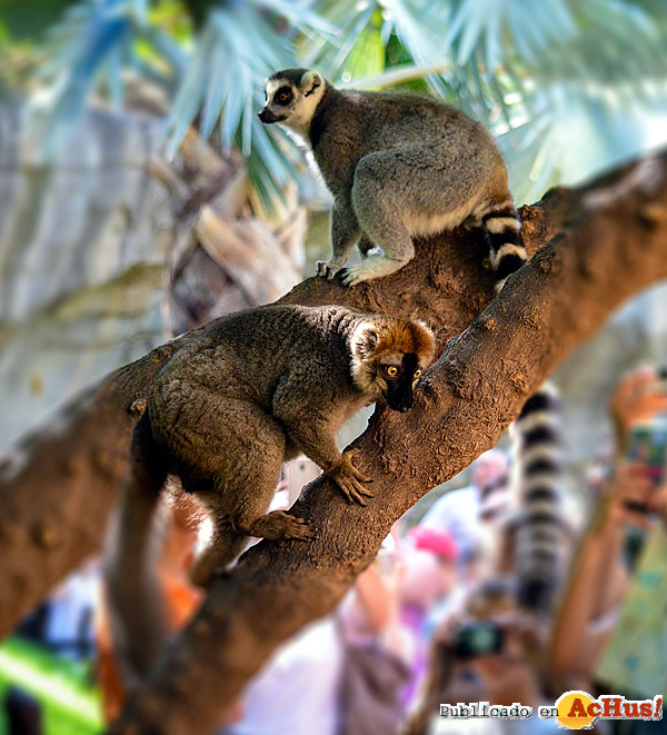 /public/fotos3/Lemures-Madagascar-05122019.jpg