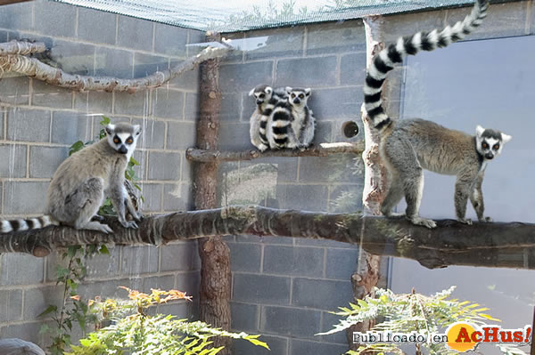/public/fotos3/Lemures-Sendaviva-21042016.jpg