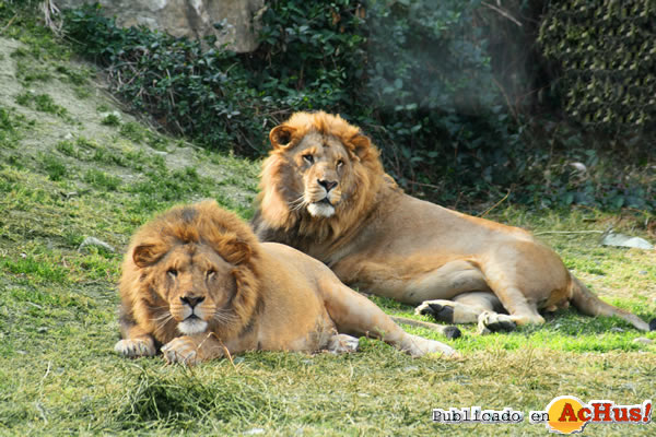 /public/fotos3/Leones-03062016.jpg