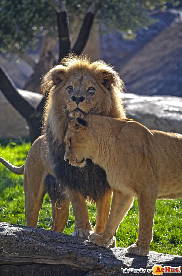 /public/fotos3/Leones-en-BIOPARC-Valencia-12122019.jpg