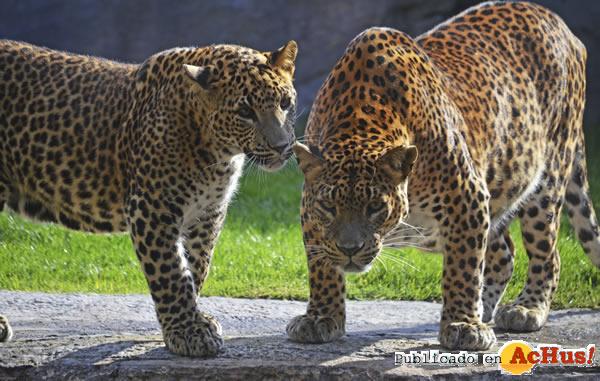 /public/fotos3/Leopardos-en-el-bosque-ecuatorial-27042017.jpg