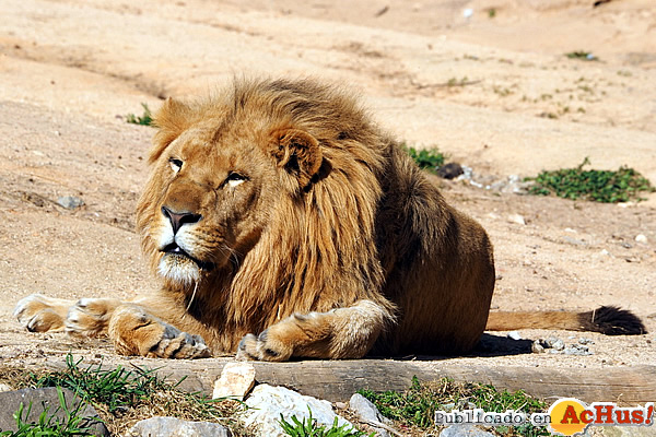 /public/fotos3/Lisbon-Zoo-Lion-14022020.jpg