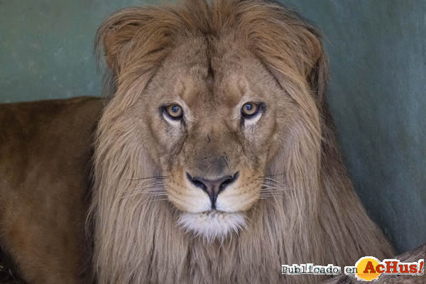 /public/fotos3/Llega-a-BIOPARC-Valencia-el-leon-Lubango.jpg