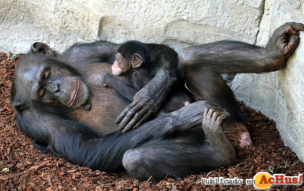 /public/fotos3/Madre-y-cria-chimpance-recien-nacida-19072018.jpg