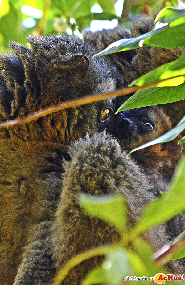 /public/fotos3/Madre-y-cria-de-frentirrojo-08042016.jpg