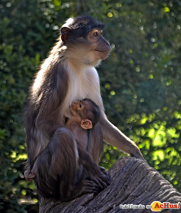 /public/fotos3/Madre-y-cria-de-mangabey-en-el-bosque-ecuatorial-30062017.jpg