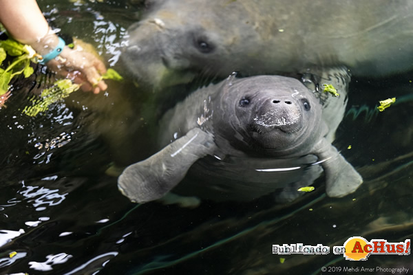 /public/fotos3/Manatee-by-Mehdi-Amar-15022019.jpg
