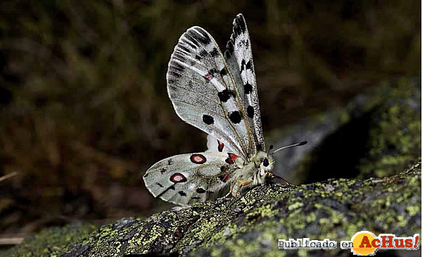 /public/fotos3/Mariposa-Parnassius-apollo-04122015.jpg